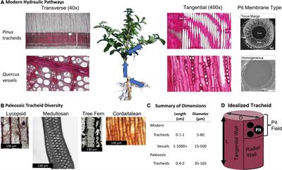 Stems matter: Xylem physiological limits are an accessible and critical improvement to models of plant gas exchange in deep time